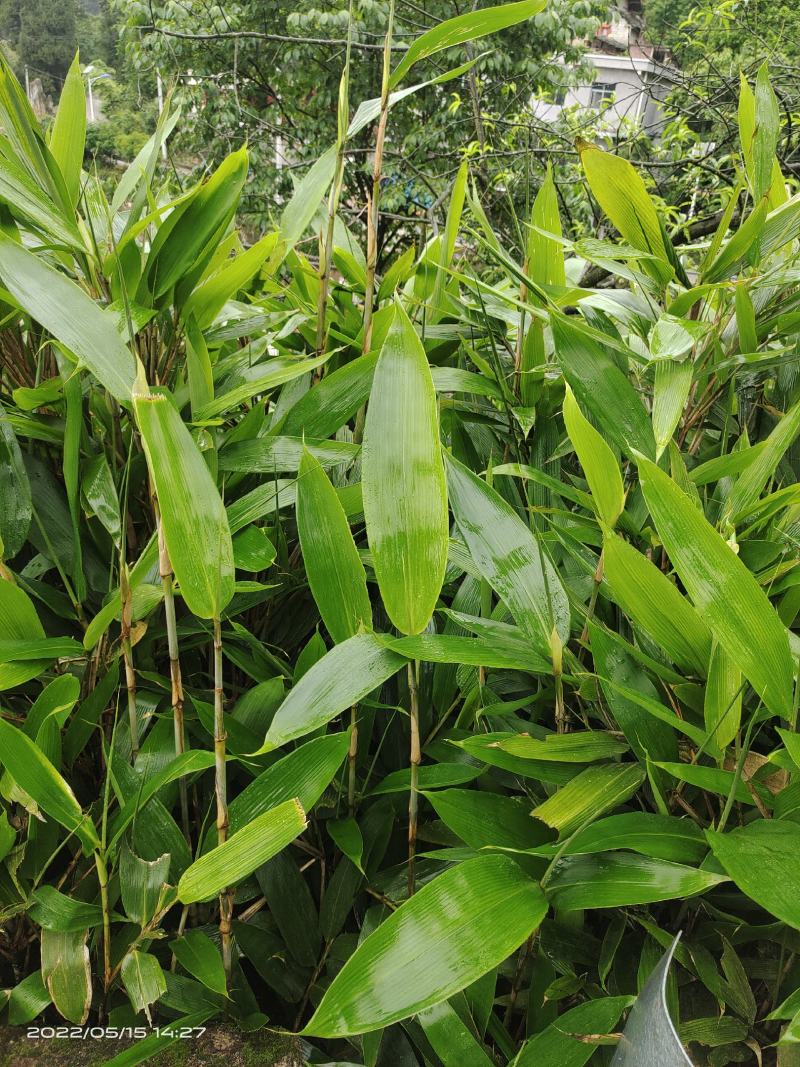 贵州鲜粽叶