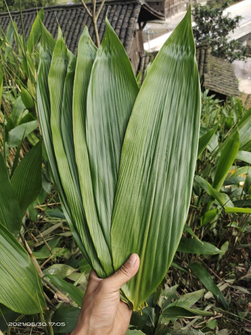 贵州鲜粽叶