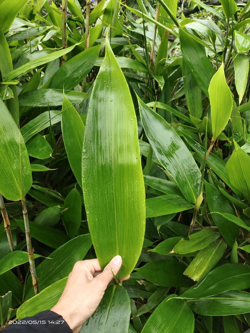 贵州鲜粽叶