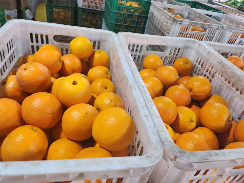 《果甜橙》九月红脐橙纯甜化渣供应市场电商商超客商