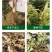 多生根生物菌肥改良土壤活化生根，叶绿增厚菌肥双效