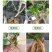 多生根生物菌肥改良土壤活化生根，叶绿增厚菌肥双效