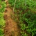 甘肃天水武山各种蔬菜苗