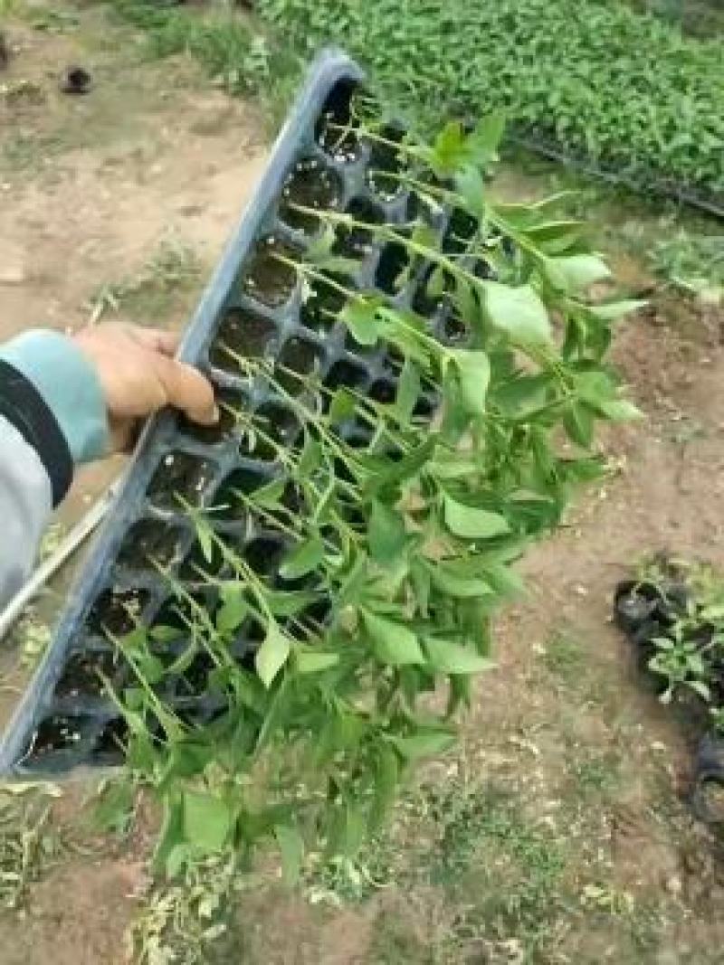 甘肃天水武山各种蔬菜苗