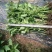 甘肃天水武山各种蔬菜苗