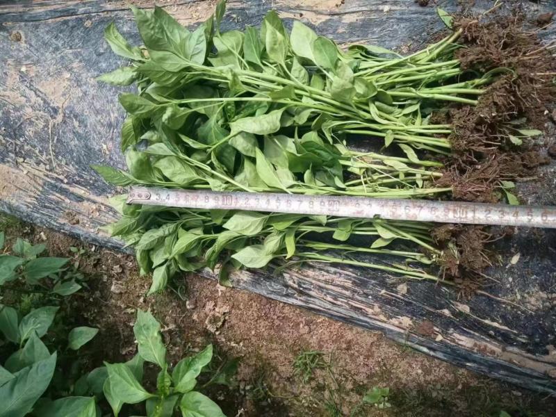 甘肃天水武山各种蔬菜苗