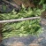 甘肃天水武山各种蔬菜苗