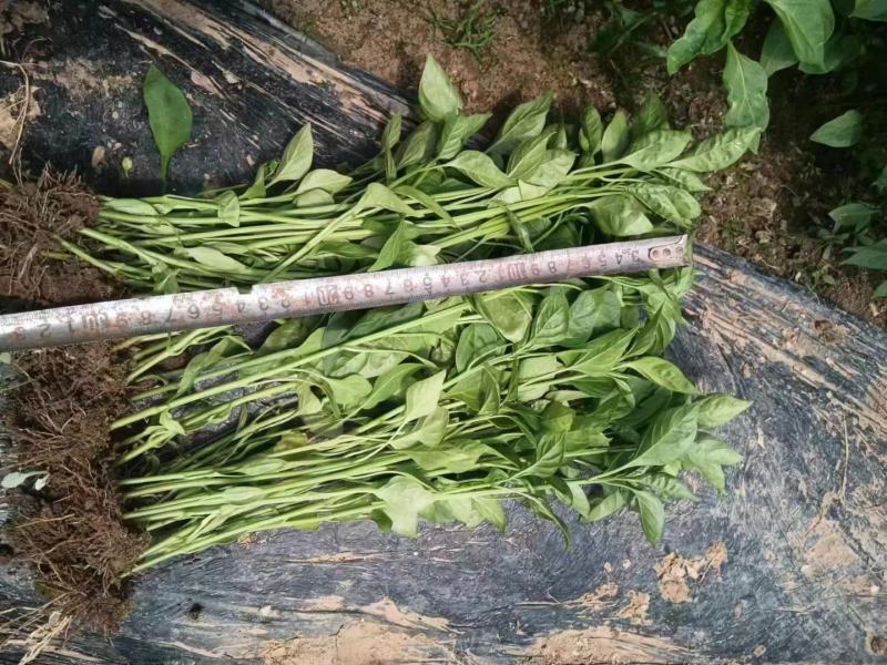 甘肃天水武山各种蔬菜苗
