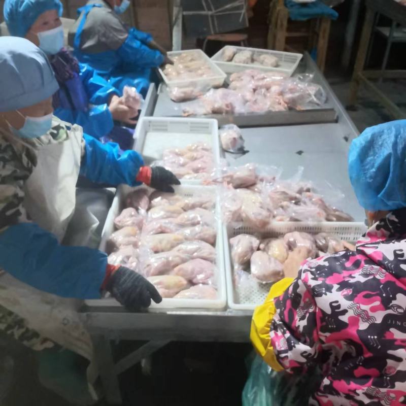 大量批发肉鸽冷鲜白条鸽.真空鸽.速冻鸽，每只7到8两！