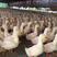 白鸭大量供应自家养殖，肉质紧实，科学散养