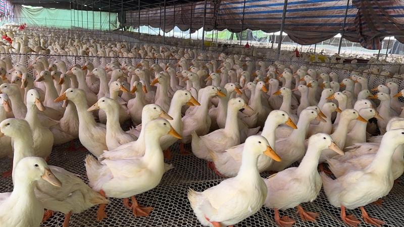 白鸭大量供应自家养殖，肉质紧实，科学散养