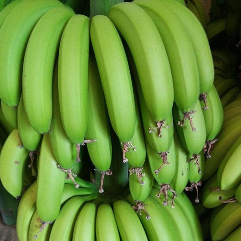 精品香蕉，软糯香甜，产地直供，一手货源，品质保证量大价优