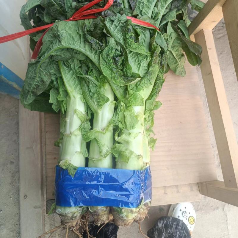 精品红叶莴笋，红叶香莴苣，一把一指以上规格，青皮青肉