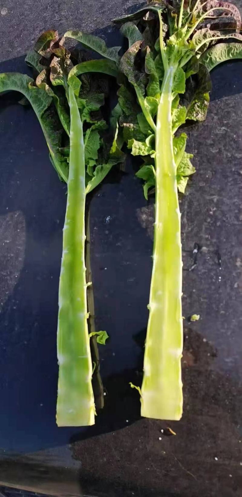 精品红叶莴笋，红叶香莴苣，一把一指以上规格，青皮青肉