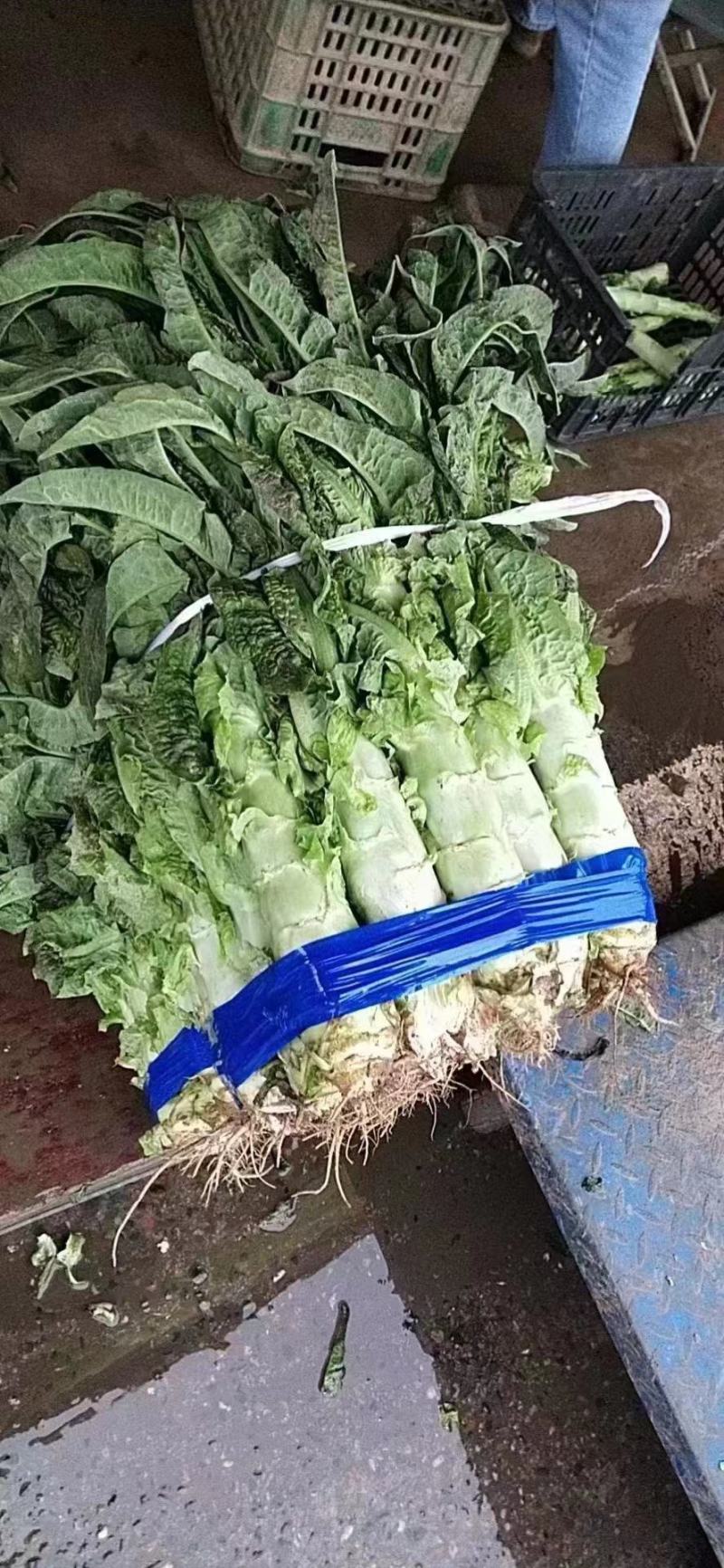 精品红叶莴笋，红叶香莴苣，一把一指以上规格，青皮青肉