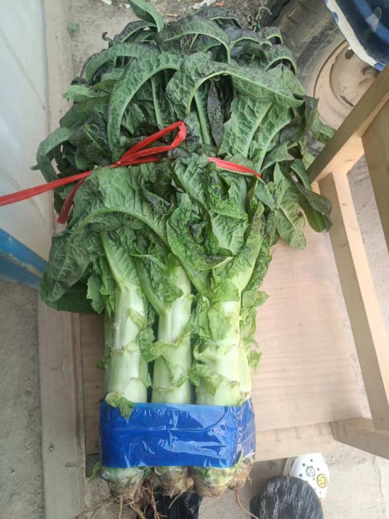 精品红叶莴笋，红叶香莴苣，一把一指以上规格，青皮青肉