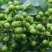 青花椒大量上市对接商超、微商和平台，可按需分装，提供代发