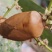 鲜的龙眼虫