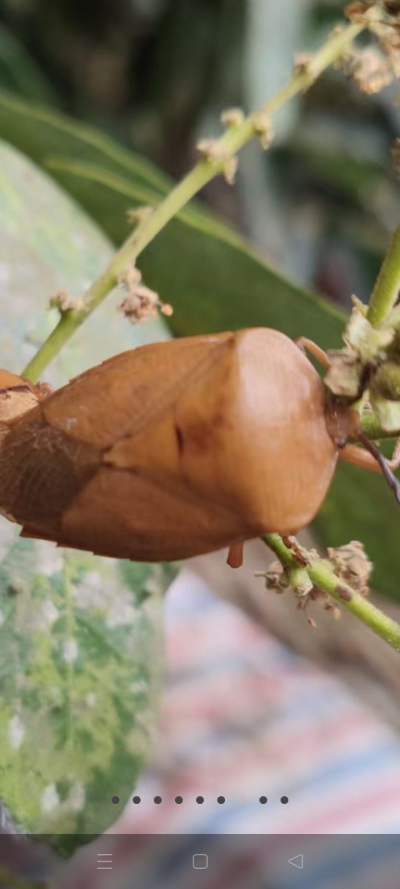 鲜的龙眼虫