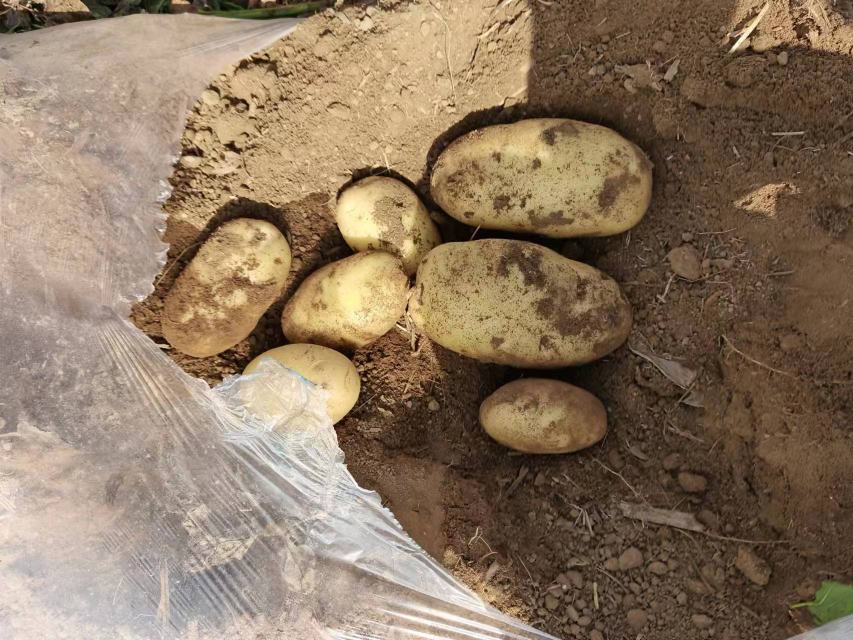 农村院落中,新挖土豆平铺于竹编簸箕上,置于通风遮阳棚下;土豆表面略带湿润泥土,部分有轻微擦伤,背景可见木质仓房与温度湿度计,体现科学愈伤的初始阶段 刚刨土豆摊晾愈伤场景