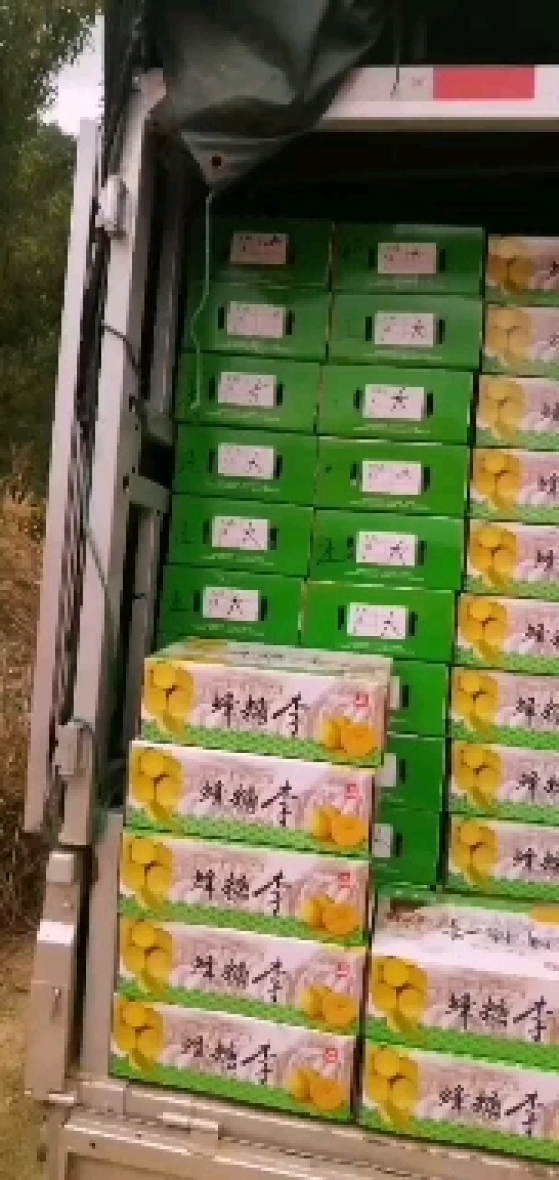 六马蜂糖李，纯甜，脆爽