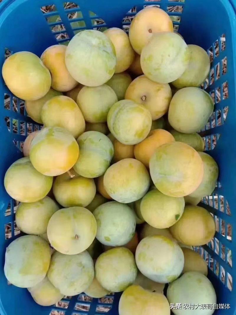 六马蜂糖李，纯甜，脆爽