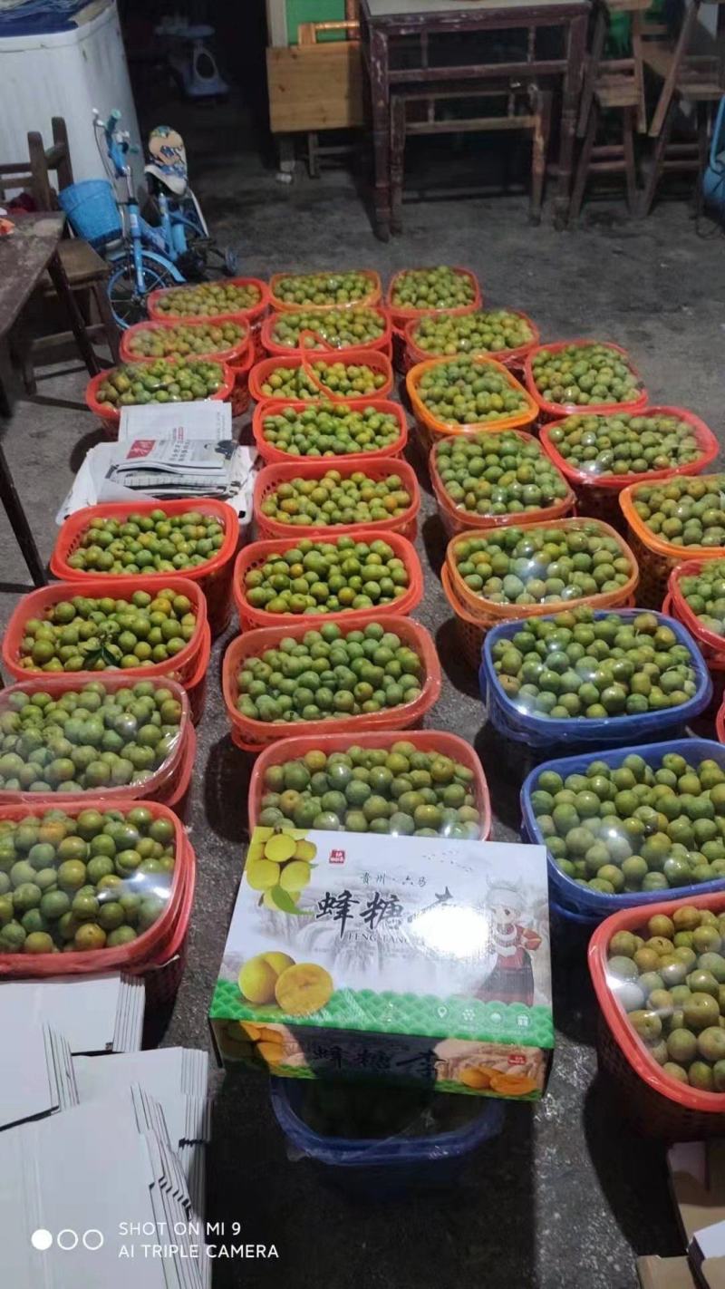 六马蜂糖李，纯甜，脆爽