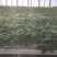 实验室培育高产西瓜红脱毒一代红薯苗，产地直发，价格美丽！