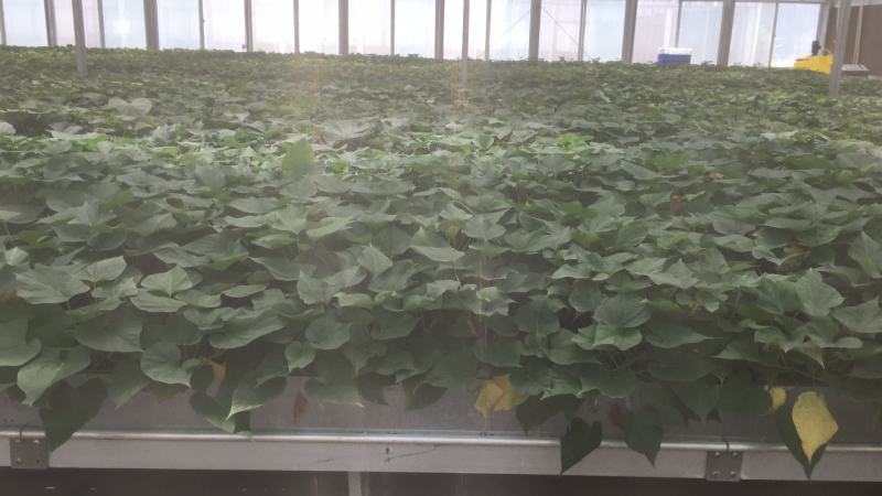 实验室培育高产西瓜红脱毒一代红薯苗，产地直发，价格美丽！