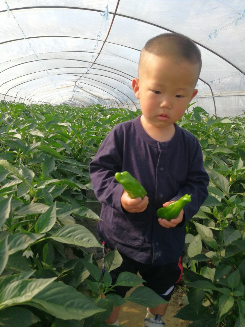 大棚薄皮川椒大青椒泡椒大海椒苏椒辣椒