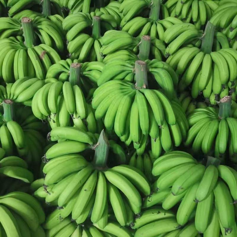 热销香蕉，产地直供一手货源，可定制熟度标准，诚信经营