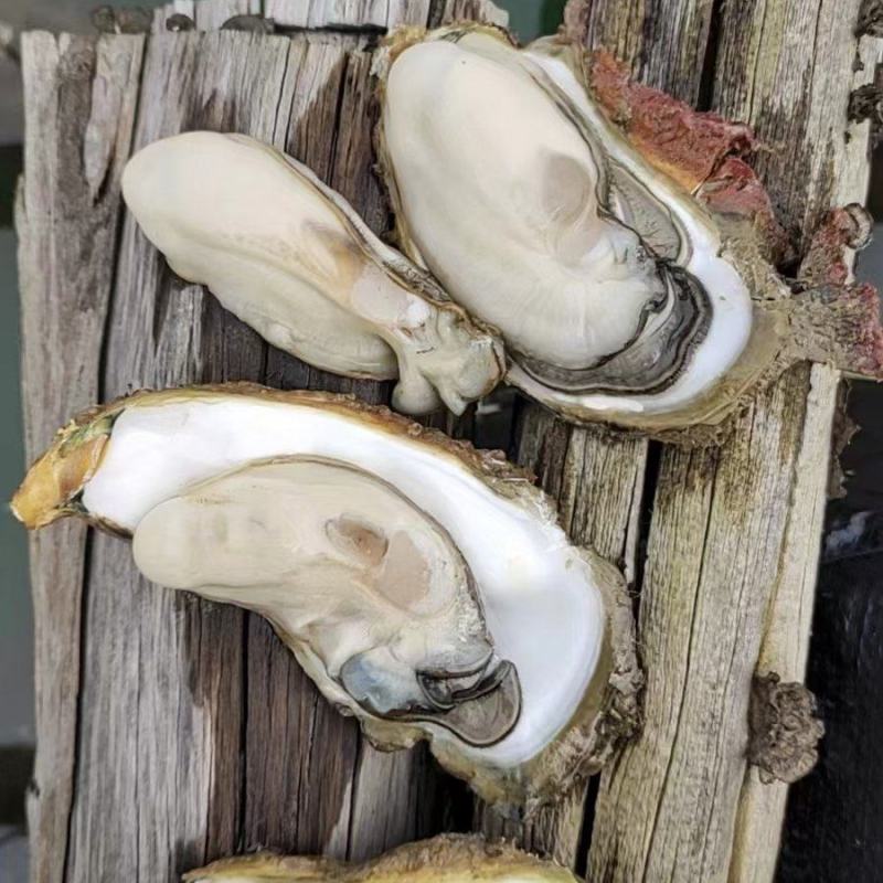 钦州生蚝牡蛎小统货