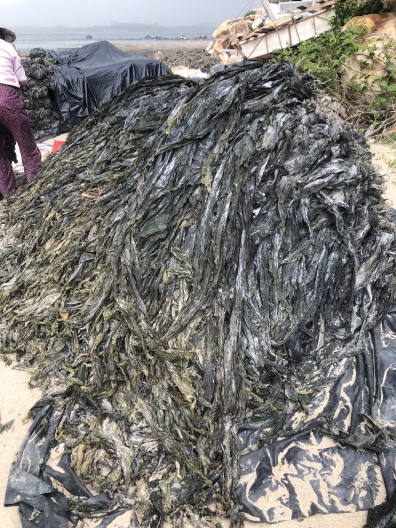 无沙海带