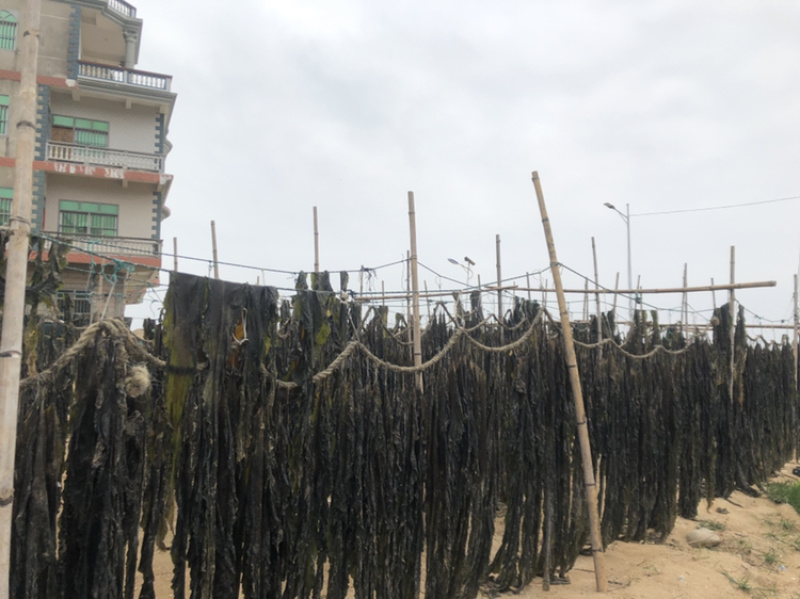 无沙海带