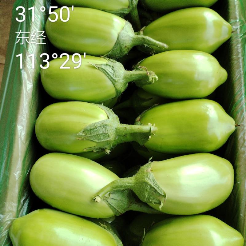 随州青茄茄子大量上市品质保证诚信经营实物为准