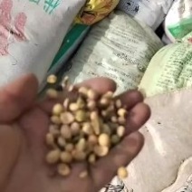大豆
