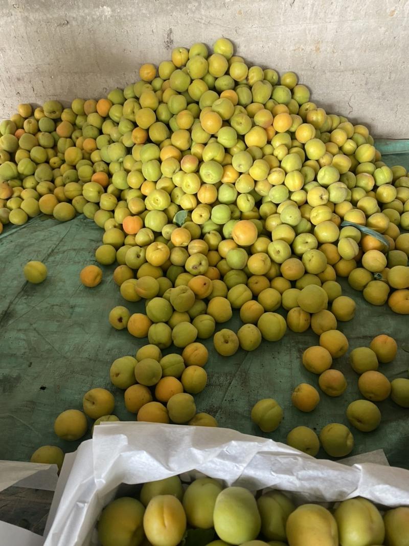 麦黄杏大量上市一手货源日出10万斤以上，欢迎来电咨询