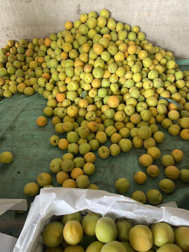 麦黄杏大量上市一手货源日出10万斤以上，欢迎来电咨询