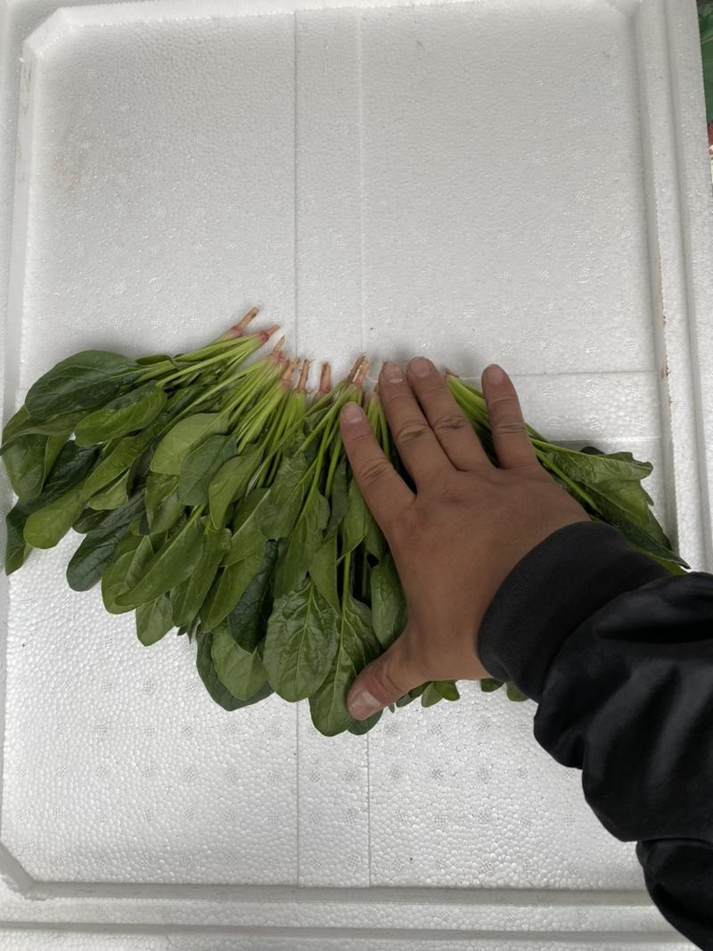 凌海大叶菠菜产地供货对接市场商超量大