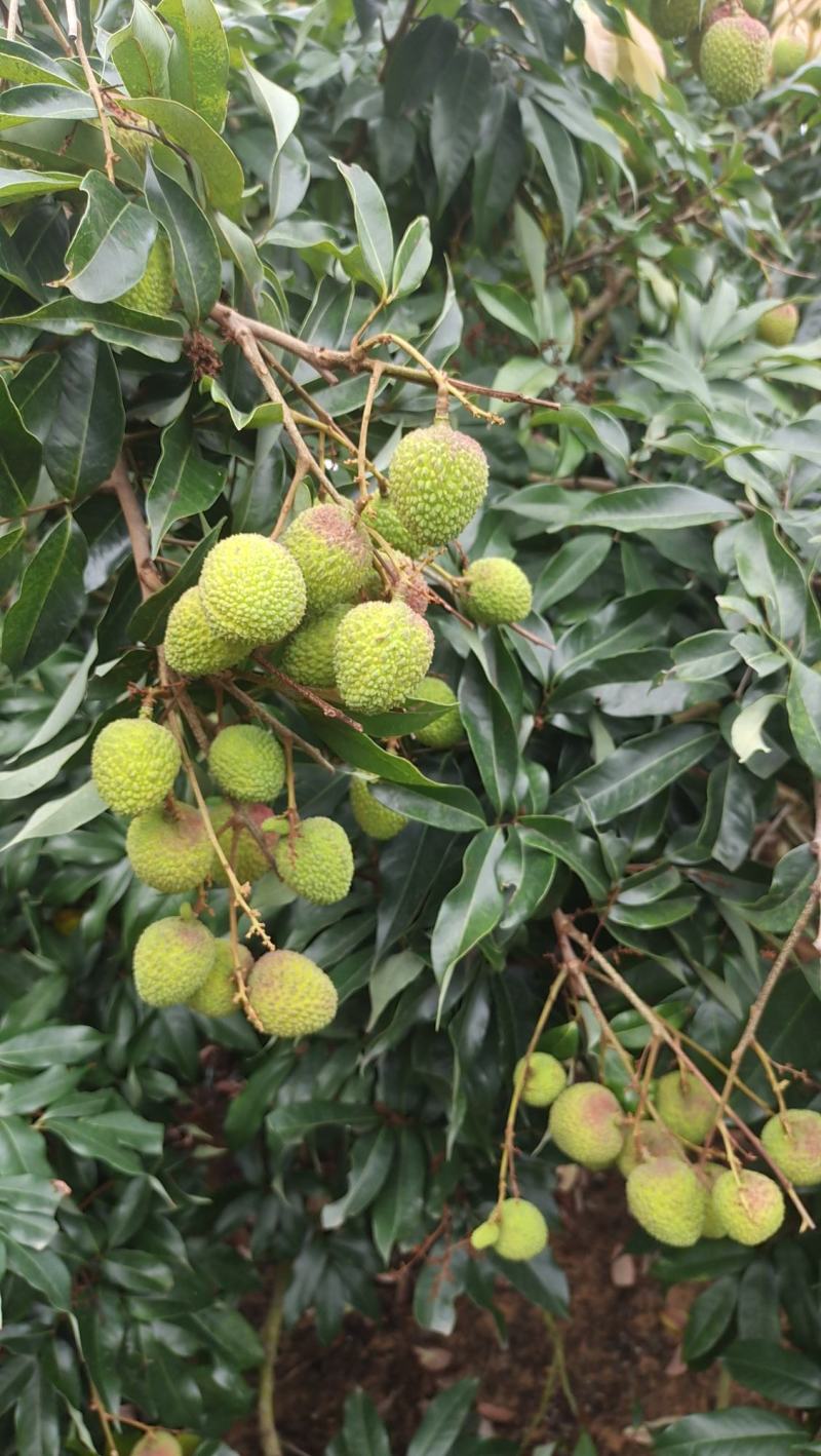 广东茂名荔枝果园直供新鲜采摘纯甜多汁，核小肉厚果色鲜红。