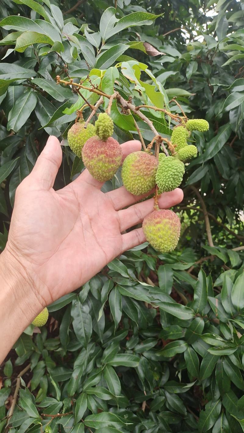 广东茂名荔枝果园直供新鲜采摘纯甜多汁，核小肉厚果色鲜红。