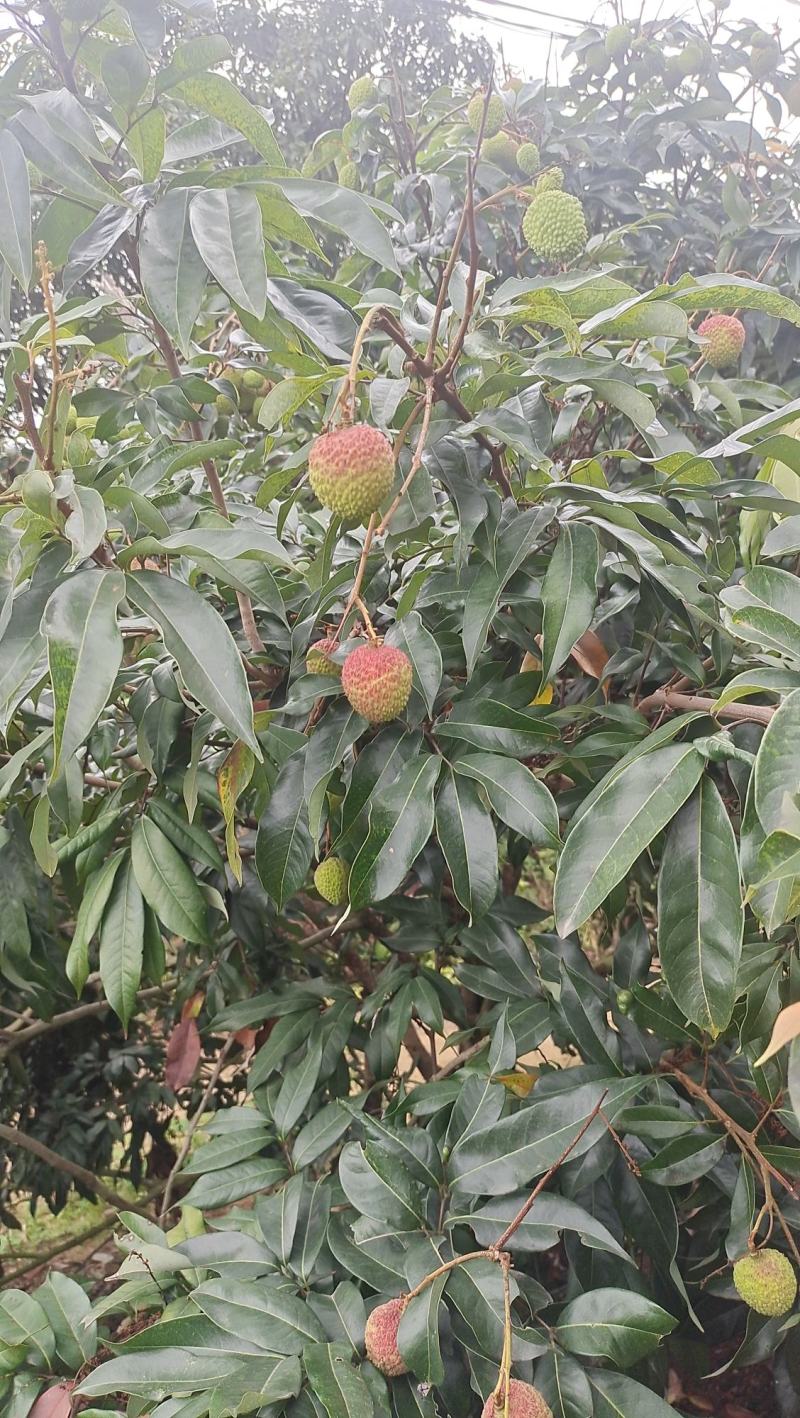 广东茂名荔枝果园直供新鲜采摘纯甜多汁，核小肉厚果色鲜红。
