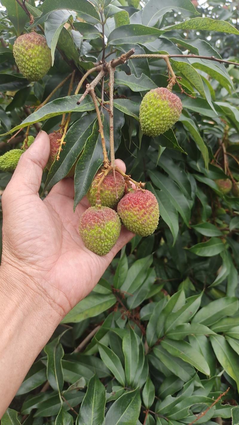广东茂名荔枝果园直供新鲜采摘纯甜多汁，核小肉厚果色鲜红。