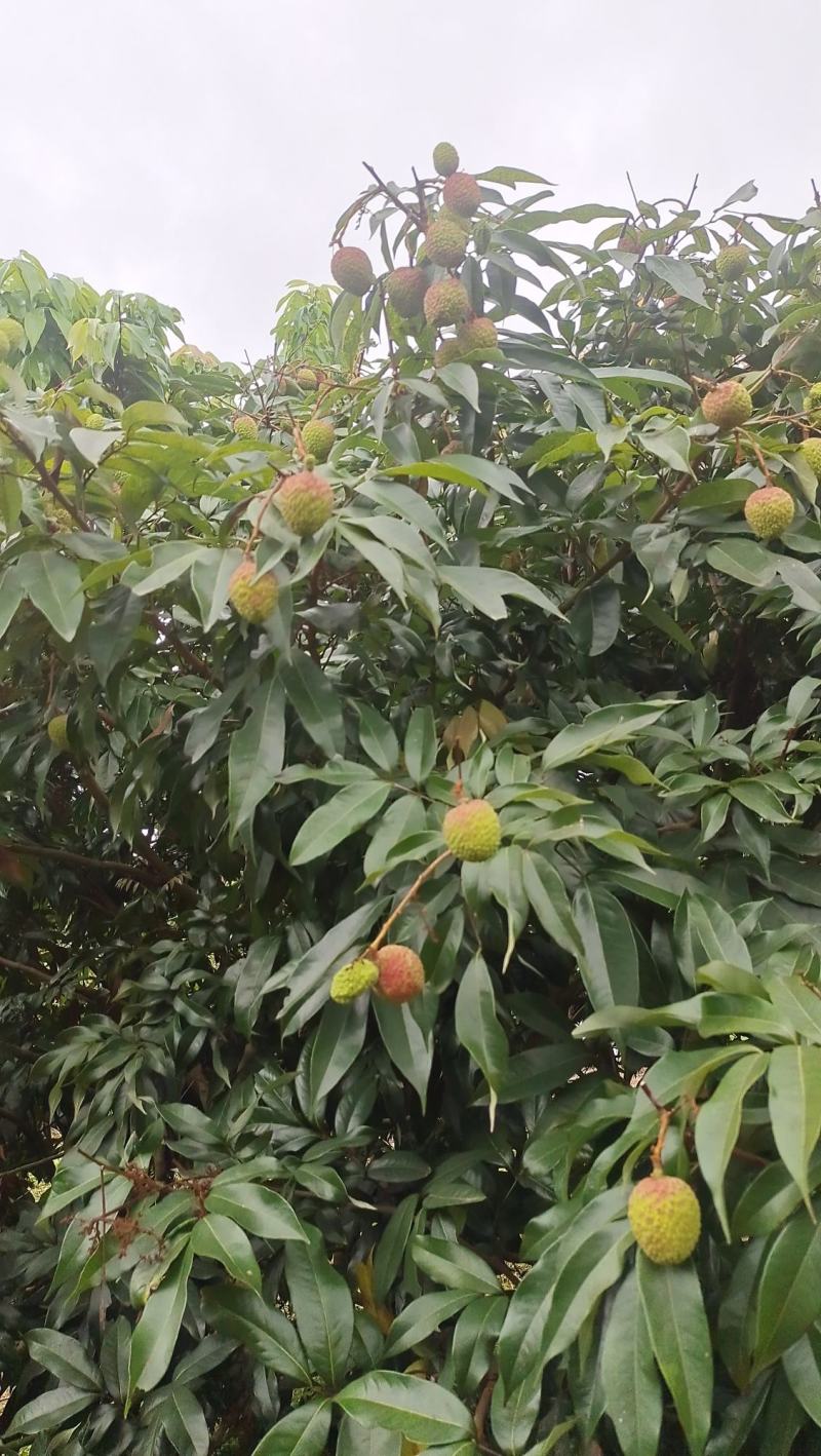 广东茂名荔枝果园直供新鲜采摘纯甜多汁，核小肉厚果色鲜红。