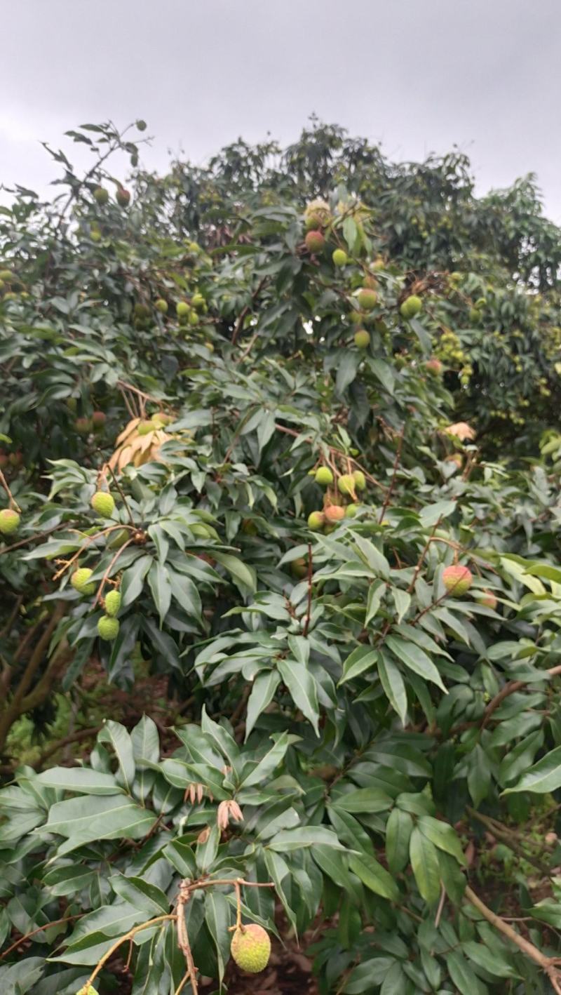 广东茂名荔枝果园直供新鲜采摘纯甜多汁，核小肉厚果色鲜红。