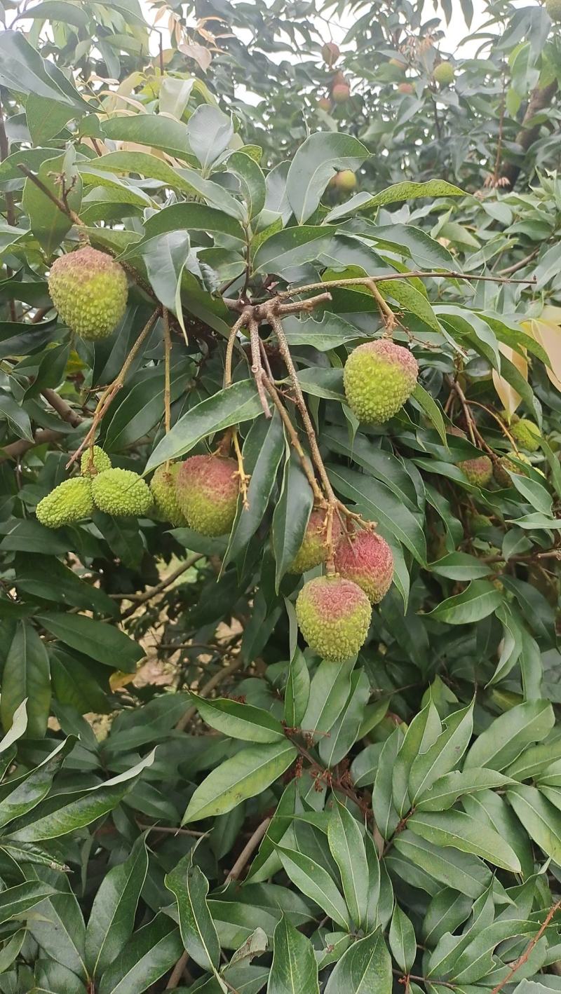 广东茂名荔枝果园直供新鲜采摘纯甜多汁，核小肉厚果色鲜红。