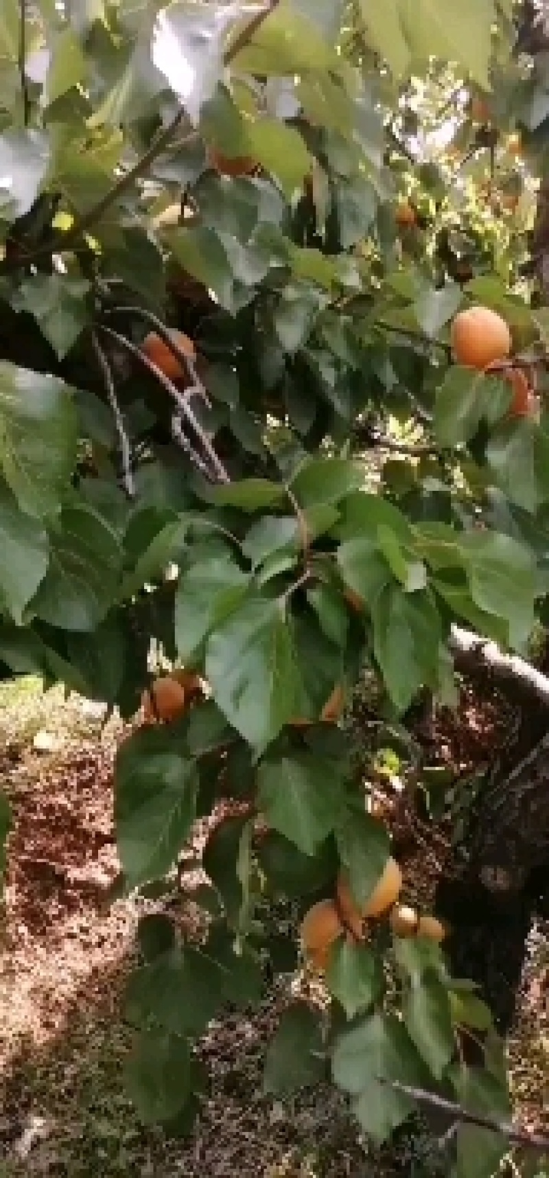 金太阳杏现在已经上市