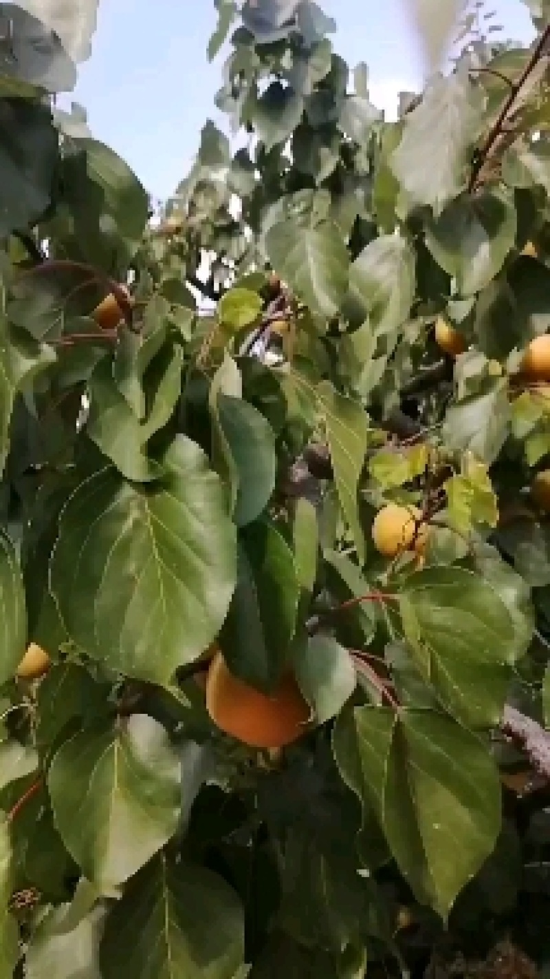金太阳杏现在已经上市