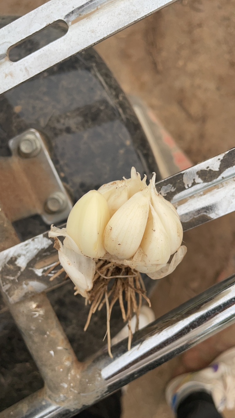 饶阳本地大蒜大量上市个中全程智能头足有需要的联系我