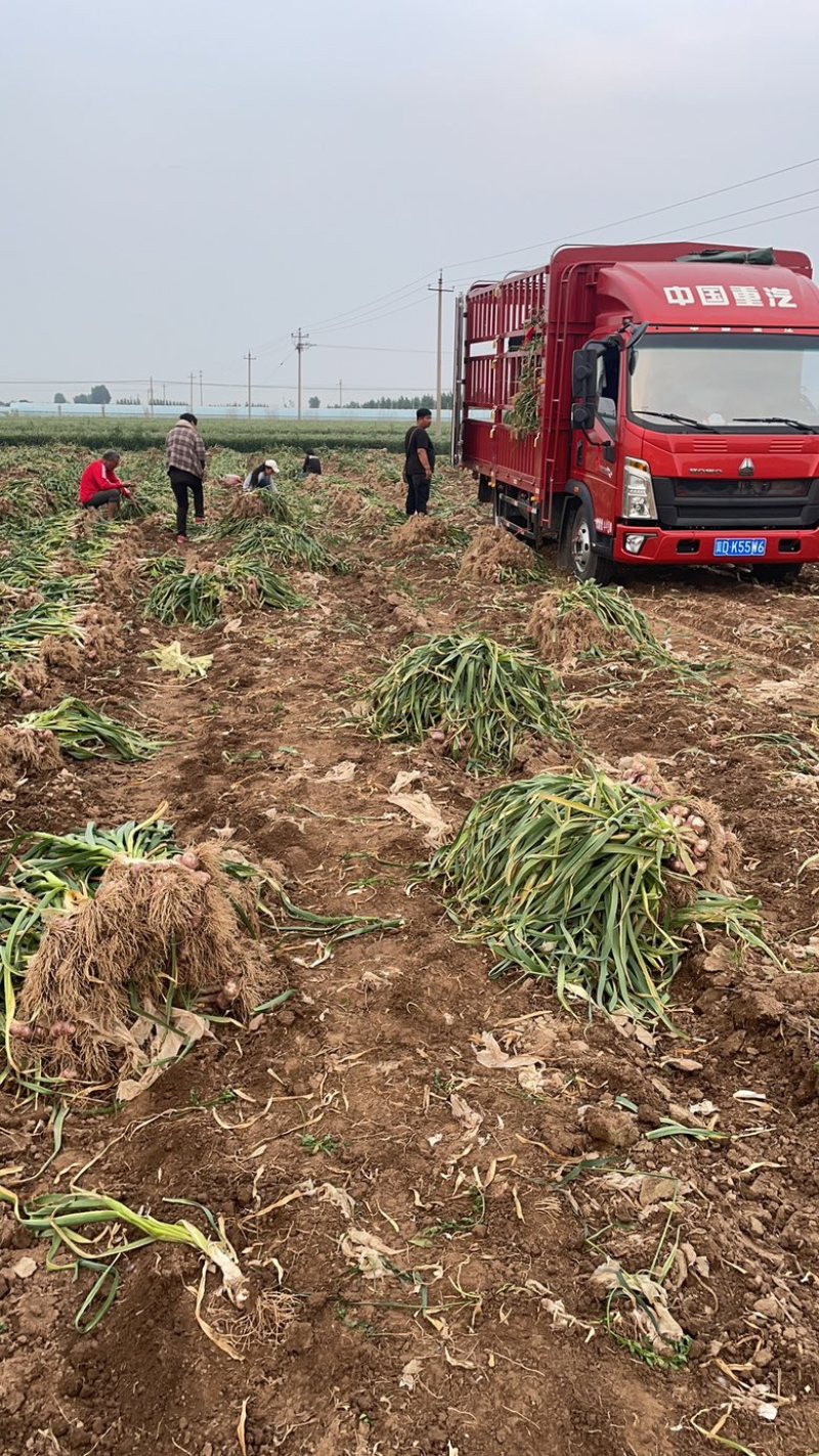 饶阳本地大蒜大量上市个中全程智能头足有需要的联系我